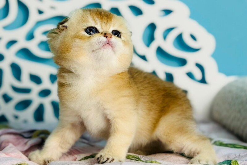 Yummy Scottish Fold male, black golden shaded