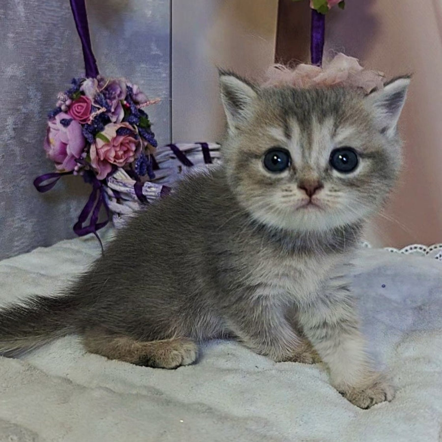 Ursula British Shorthair female, blue tortie ticked tabby