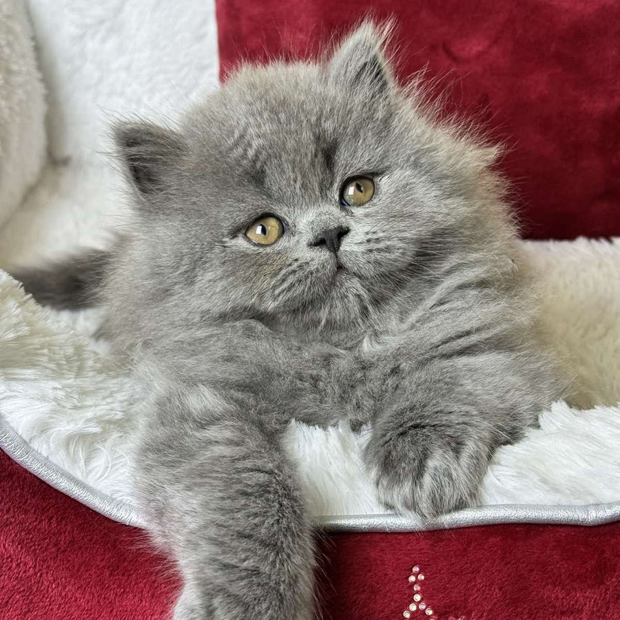 Amigo Scottish Straight male, blue