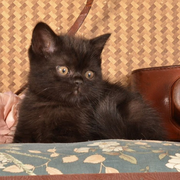 Natan Scottish Straight male, black