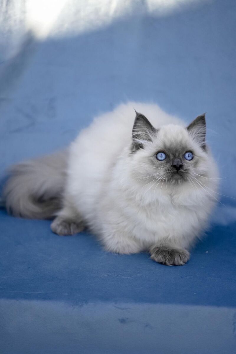 Muffin Ragdoll male, blue pointed