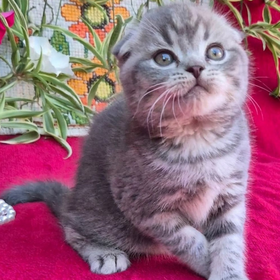 Molly Scottish Fold female, blue tabby
