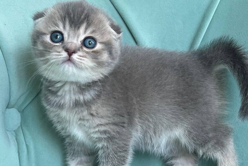 Dasha Scottish Fold female, blue ticked tabby