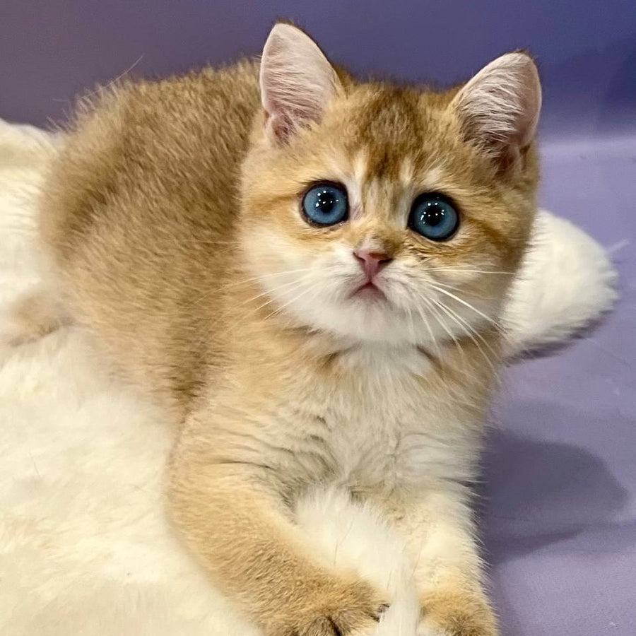 Irvin British Shorthair male, black golden shaded