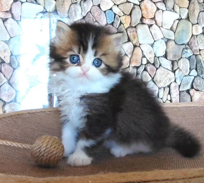 Roki Scottish Straight male black ticked tabby bicolour - live animals