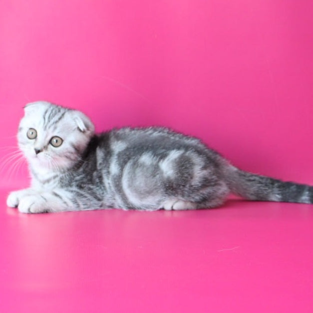 Santa Scottish Fold female, black silver tabby
