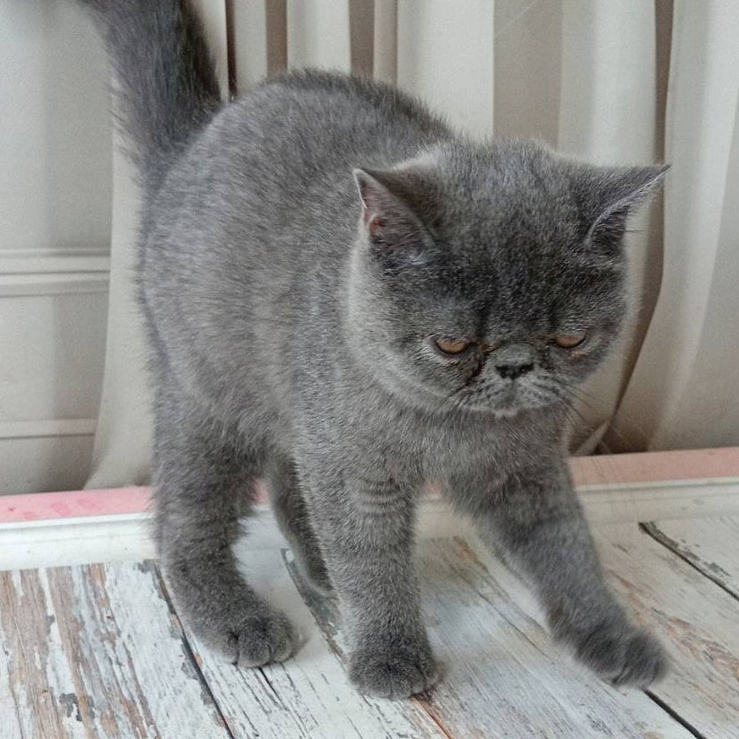 Nazar Exotic male, blue