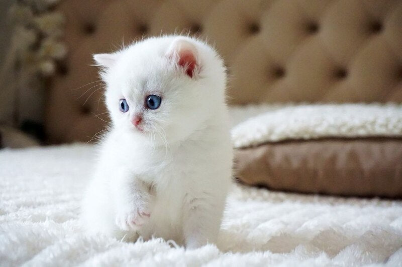 Indigo British Shorthair male, black golden shaded van
