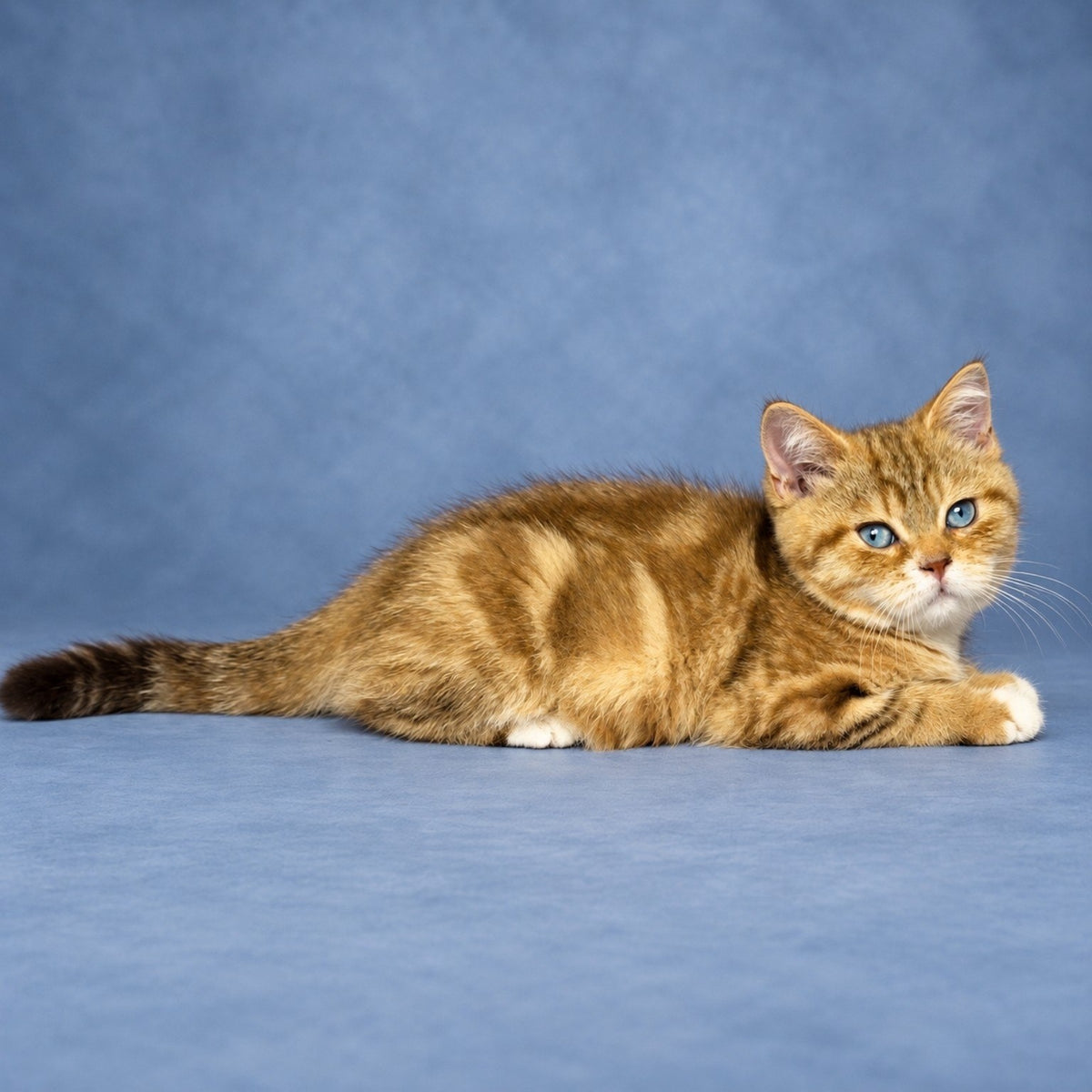 Leopold British Shorthair male, chocolate golden tabby with white