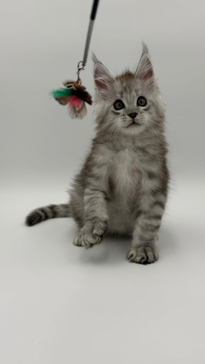 Million Maine Coon male, black silver spotted tabby