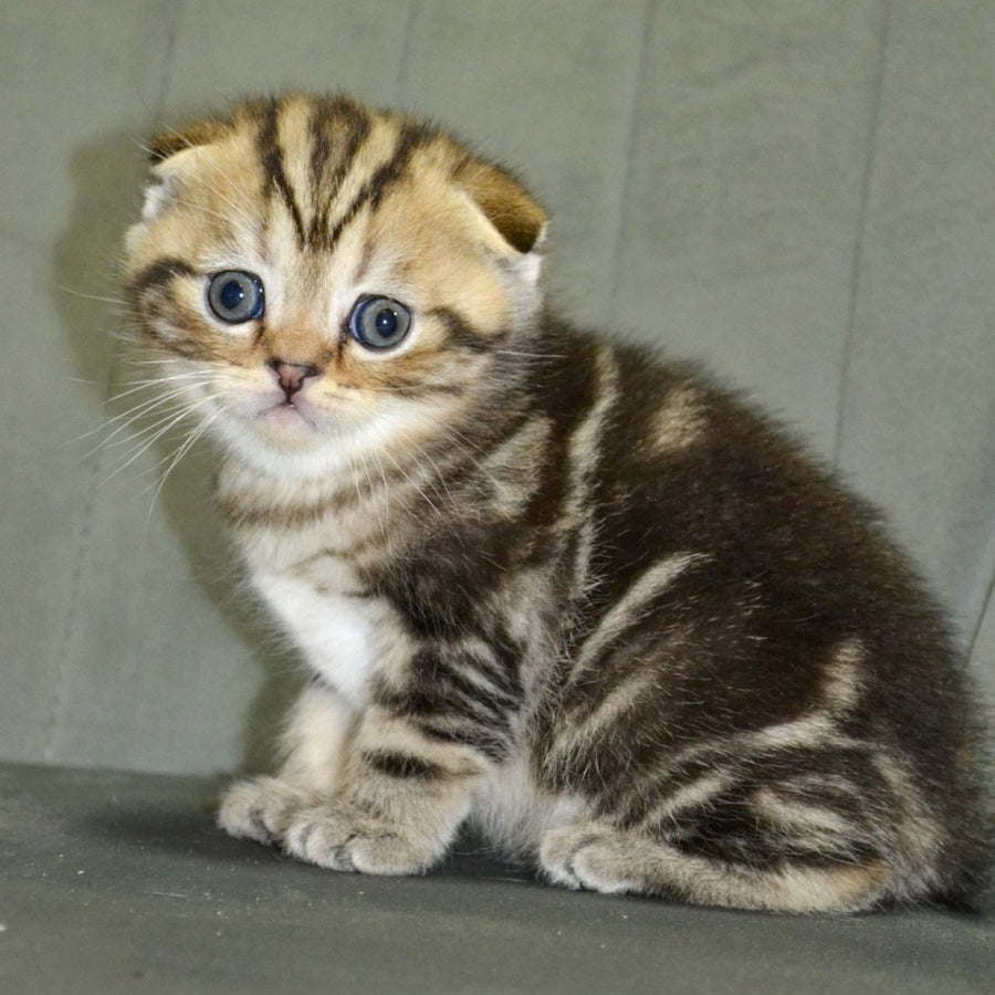 Anabel Scottish Fold male, black tabby