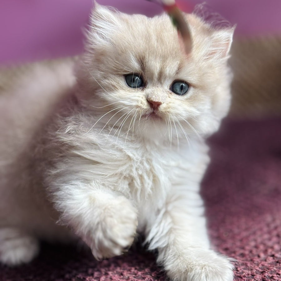 Shanti British Longhair female, lilac golden shaded
