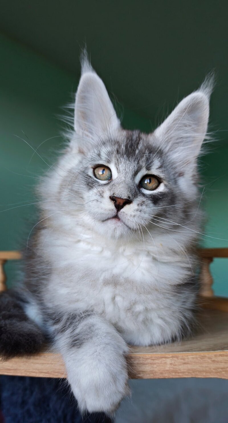 Felix Maine Coon male, black silver ticked tabby