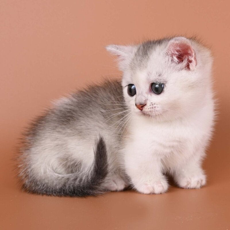 Iris Munchkin female, black silver ticked tabby bicolour