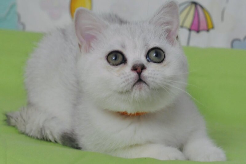 Kleo British Shorthair female black golden shaded - live animals