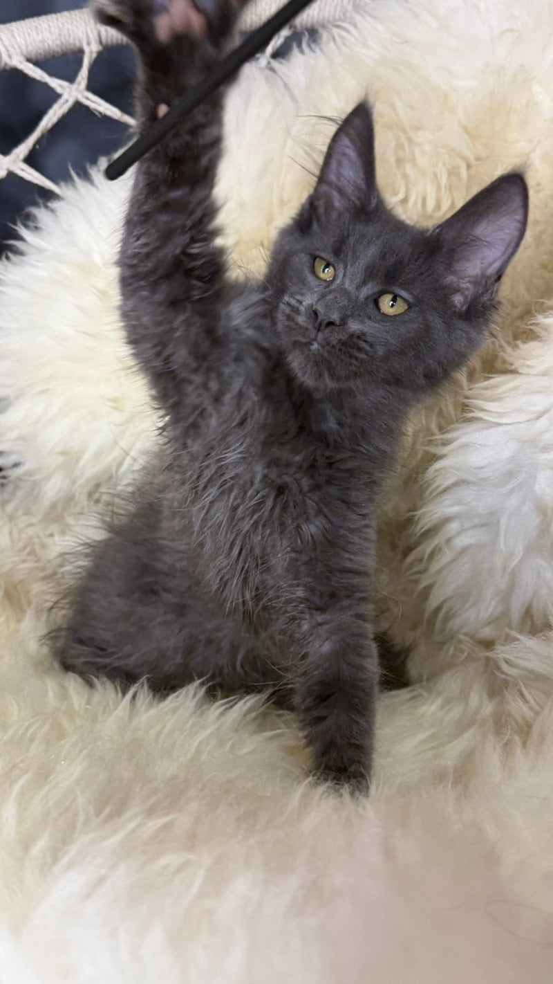 Quix Maine Coon male, blue