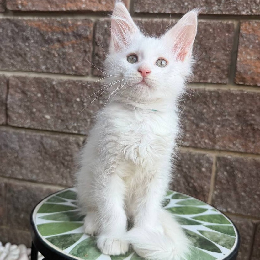 Ziggy Maine Coon male, white
