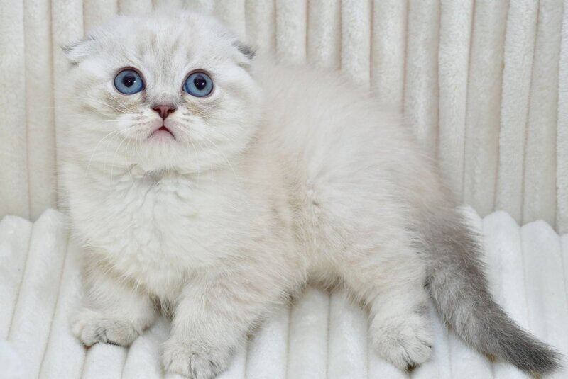 Jennifer Scottish Fold female, blue tortie tabby pointed