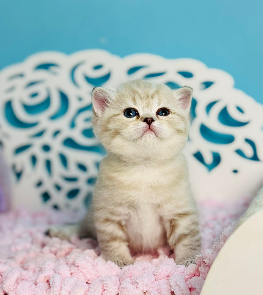 Djuliet Scottish Straight female, black pointed tabby
