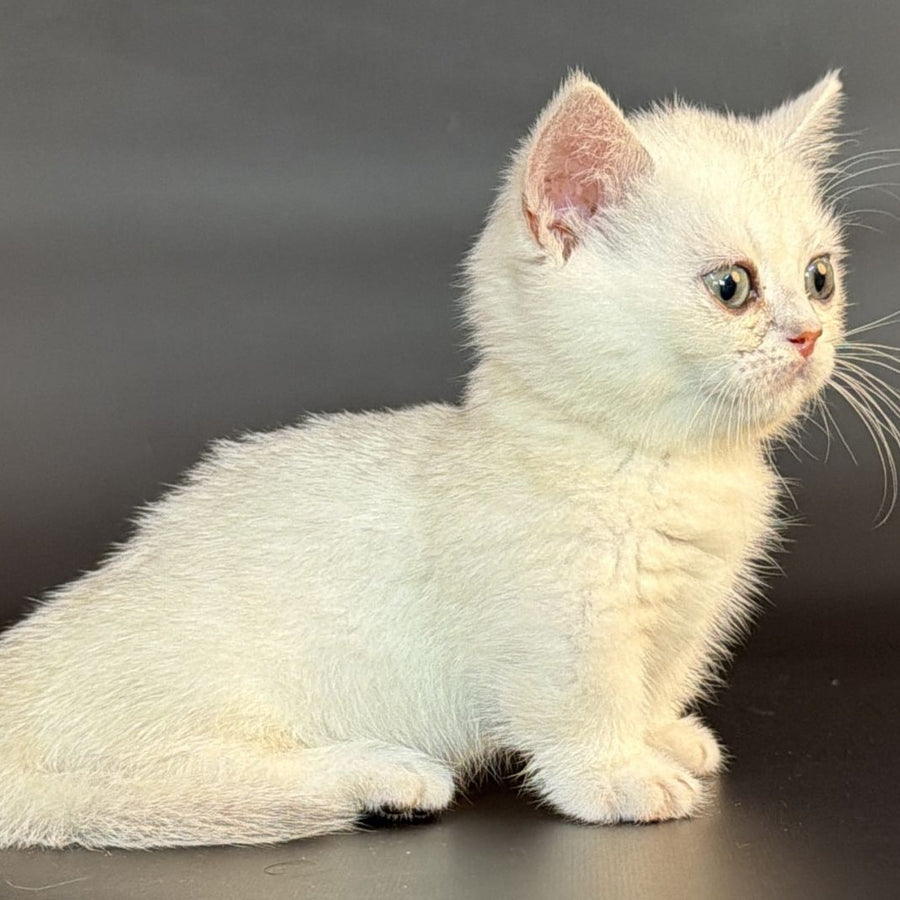Rusty Munchkin male, black silver shaded
