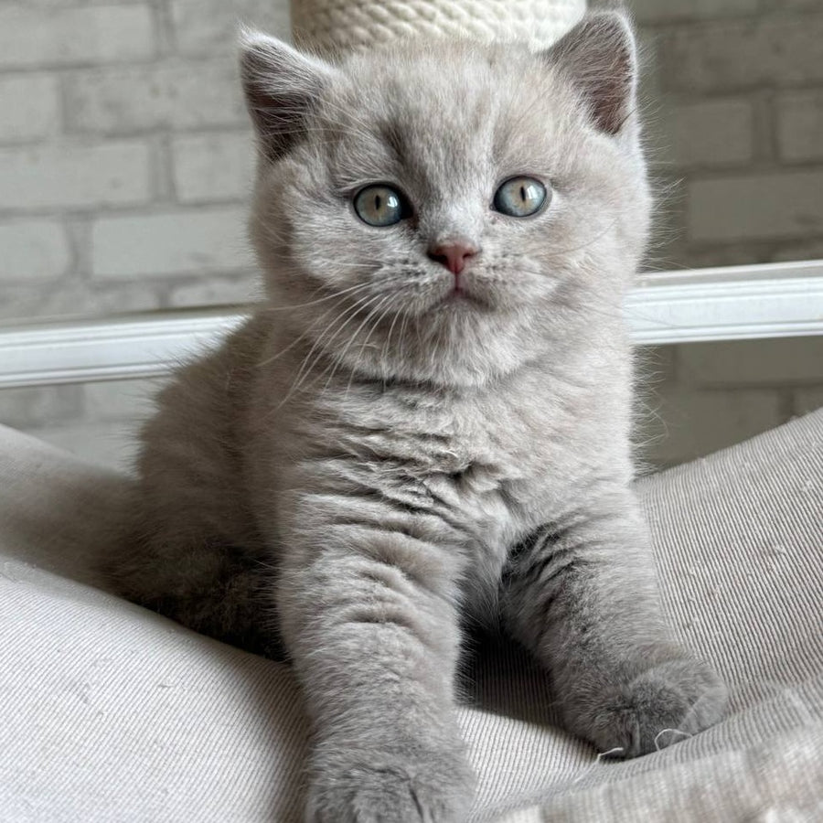 Bastian British Shorthair male, lilac