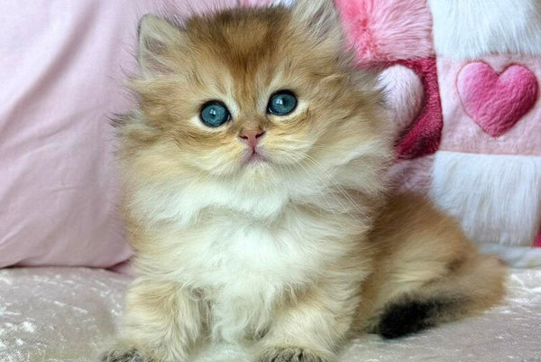 Adam British Longhair male black golden shaded - live animals