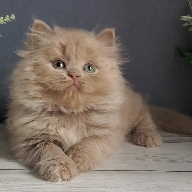 Finyk British Longhair male, fawn