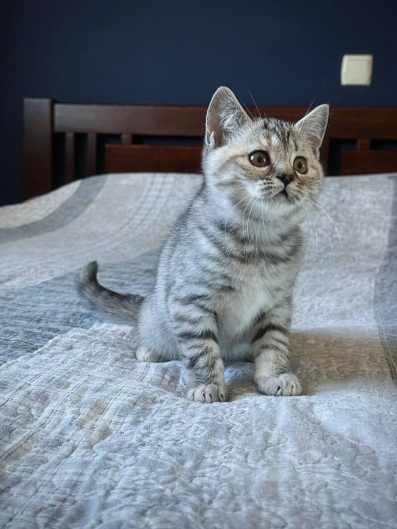 Jakonda Scottish Straight female, black tortie silver spotted tabby