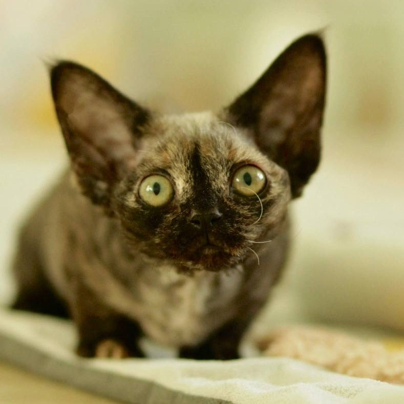 Polly Devon Rex female, black tortie
