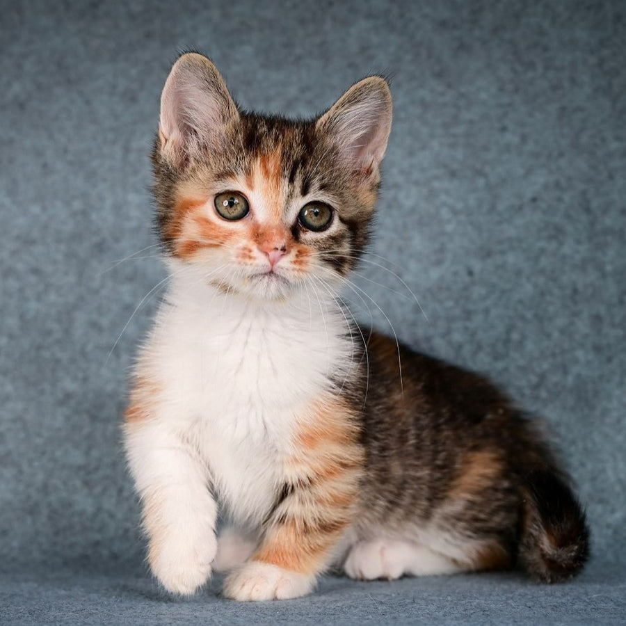 Kamilla Munchkin female, black tortie spotted tabby bicolour