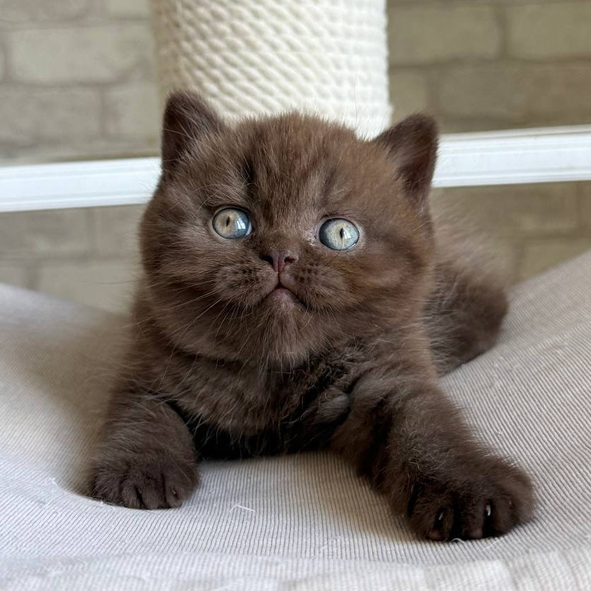 Bruno British Shorthair male, chocolate