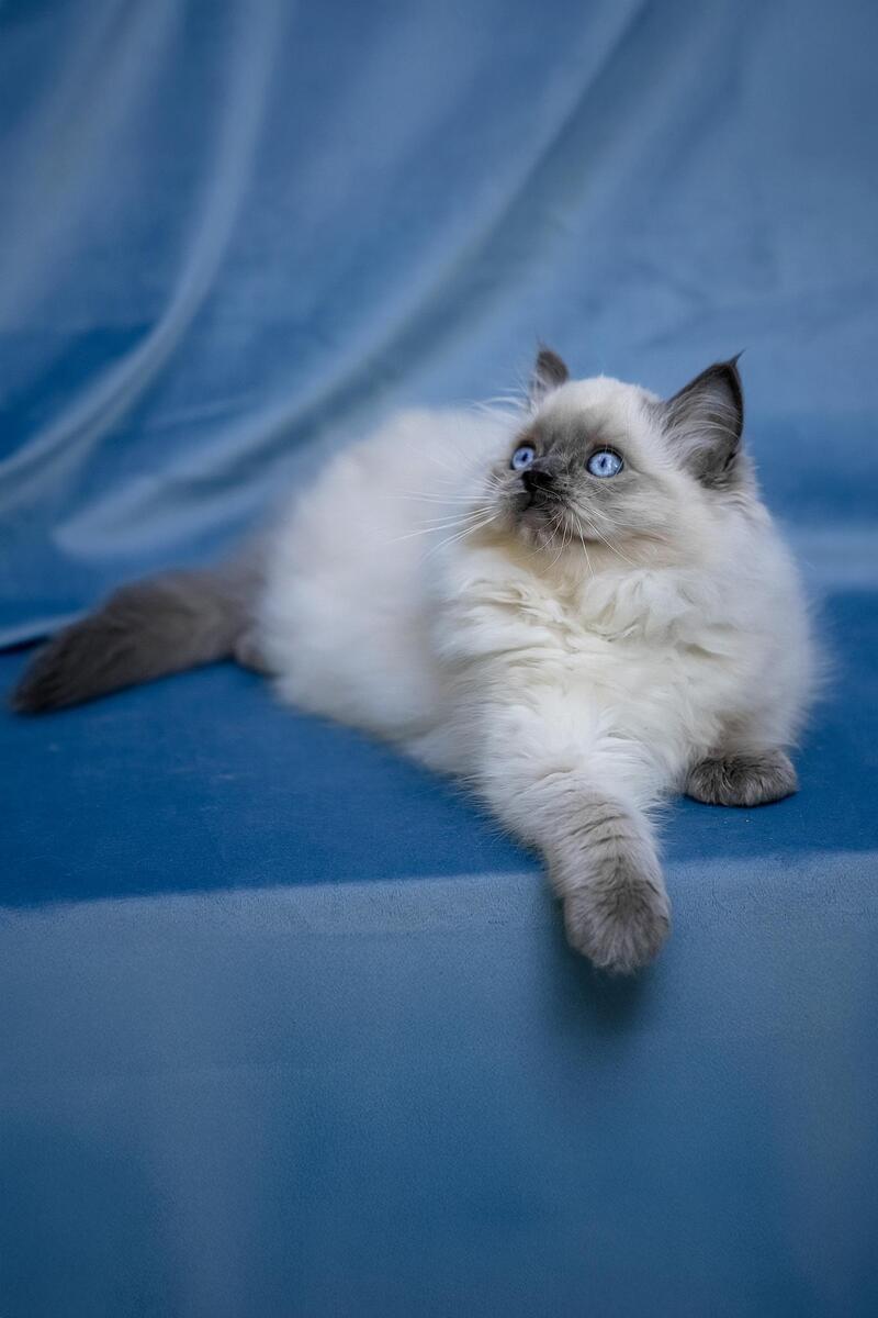 Muffin Ragdoll male, blue pointed