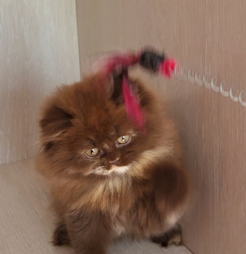 Alisiya British Longhair female chocolate tortie - live animals