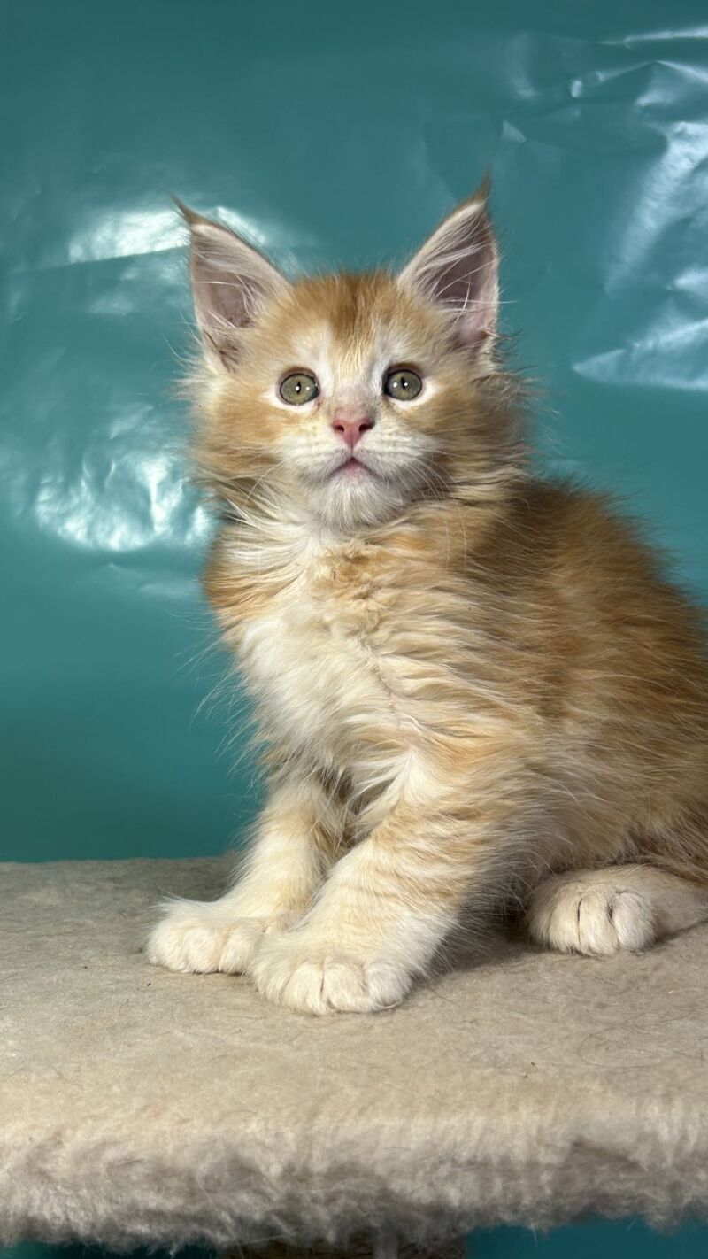 Amir Maine Coon polydactyl male red tabby with white - live animals