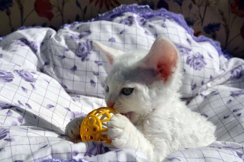 Charlie Devon Rex female, white
