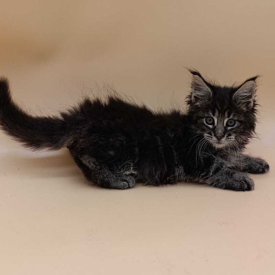Orion Maine Coon male, black silver tabby