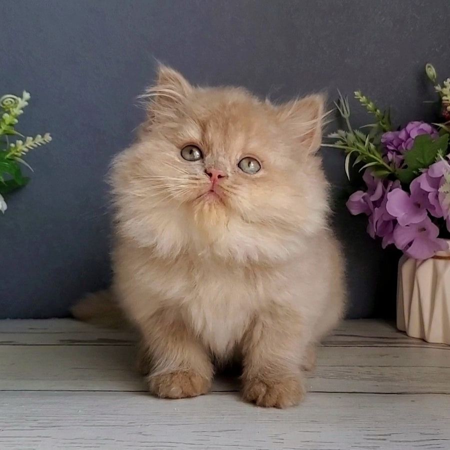 Felix British Longhair male, fawn