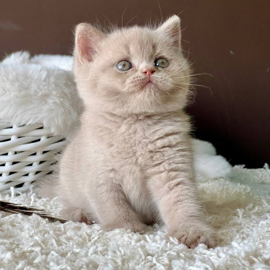 Pamela British Shorthair female, fawn