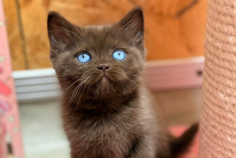 Jasmine British Shorthair female, chocolate