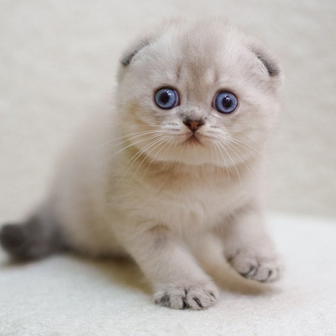 Bond Scottish Fold male, blue ticked tabby pointed