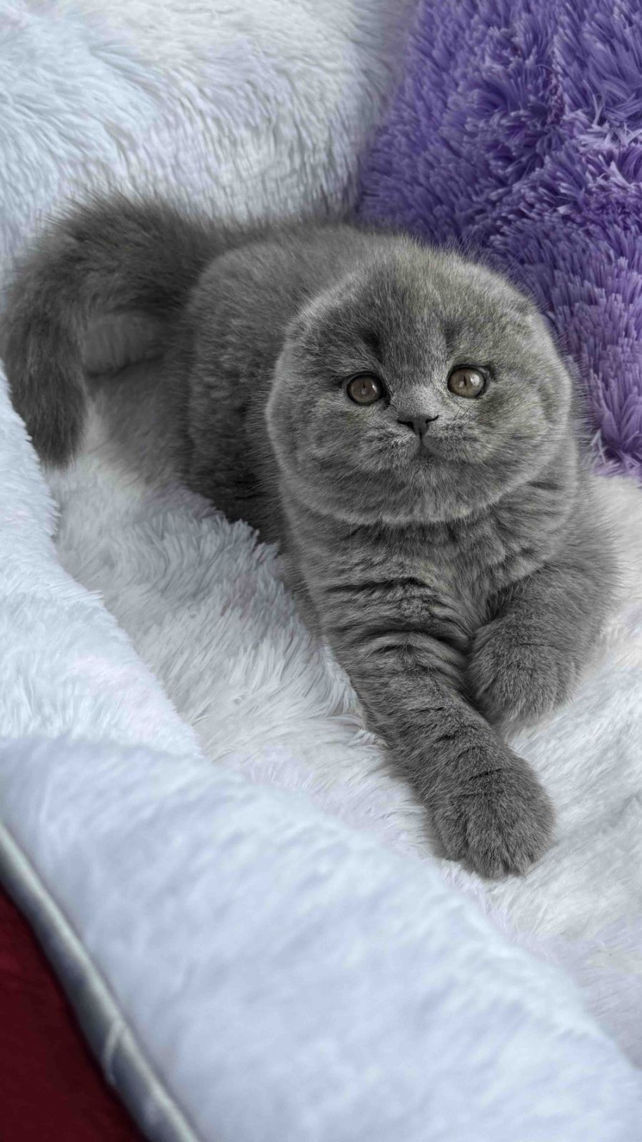 Yasmin Scottish Fold female, blue