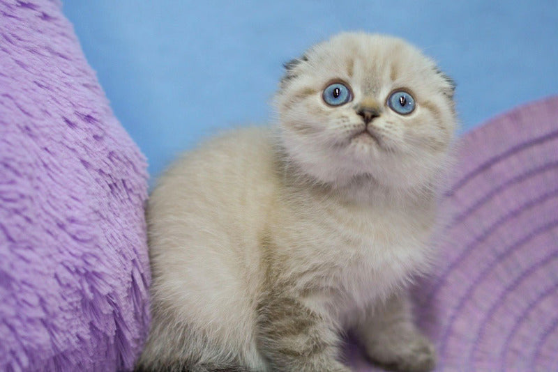 Ivan Scottish Fold male, black tabby pointed