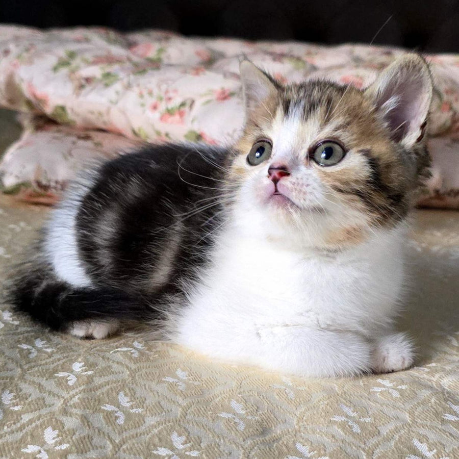 Dominic Scottish Straight male, black tabby bicolour