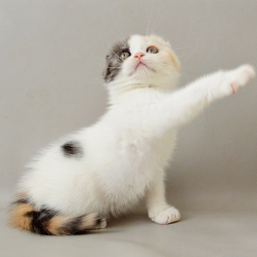 Wyomy Scottish Fold female, black tortie silver tabby van