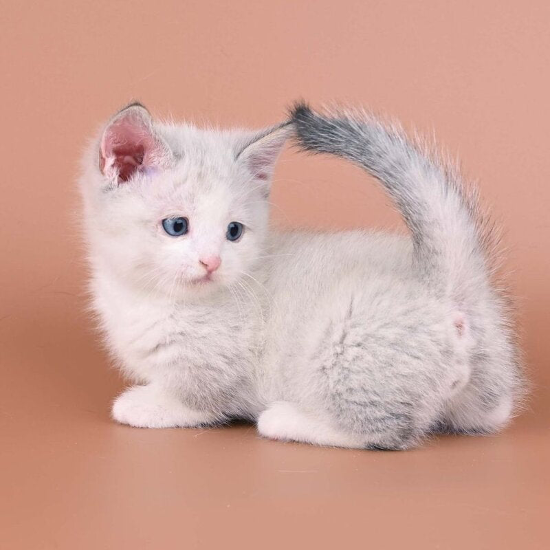 Hugo Munchkin male, blue pointed bicolour