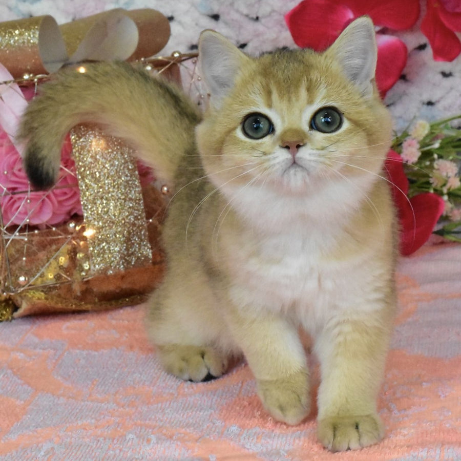 Honey British Shorthair female, black golden shaded