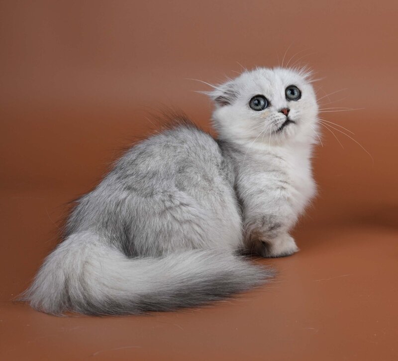 Xena Munchkin female, black silver shaded