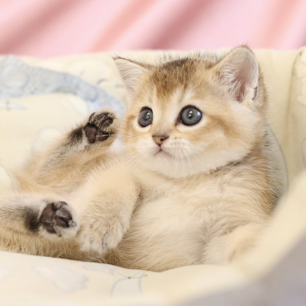 Elza Scottish Straight female, black golden ticked tabby