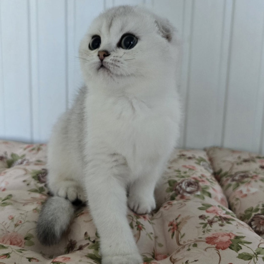 Yahidka Scottish Fold female, black silver shaded