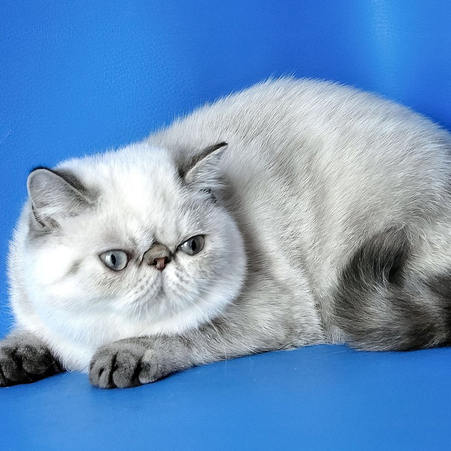 Peni Exotic female, blue lynx